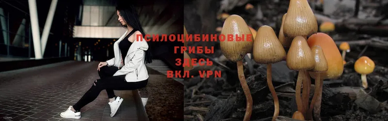 Галлюциногенные грибы Psilocybe  Барыш 